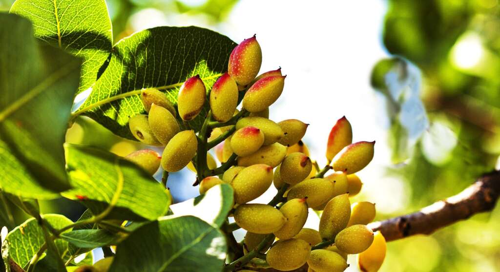 شجرة فستق حلبي - أماكن زراعة الفستق الحلبي في تركيا وأسعاره