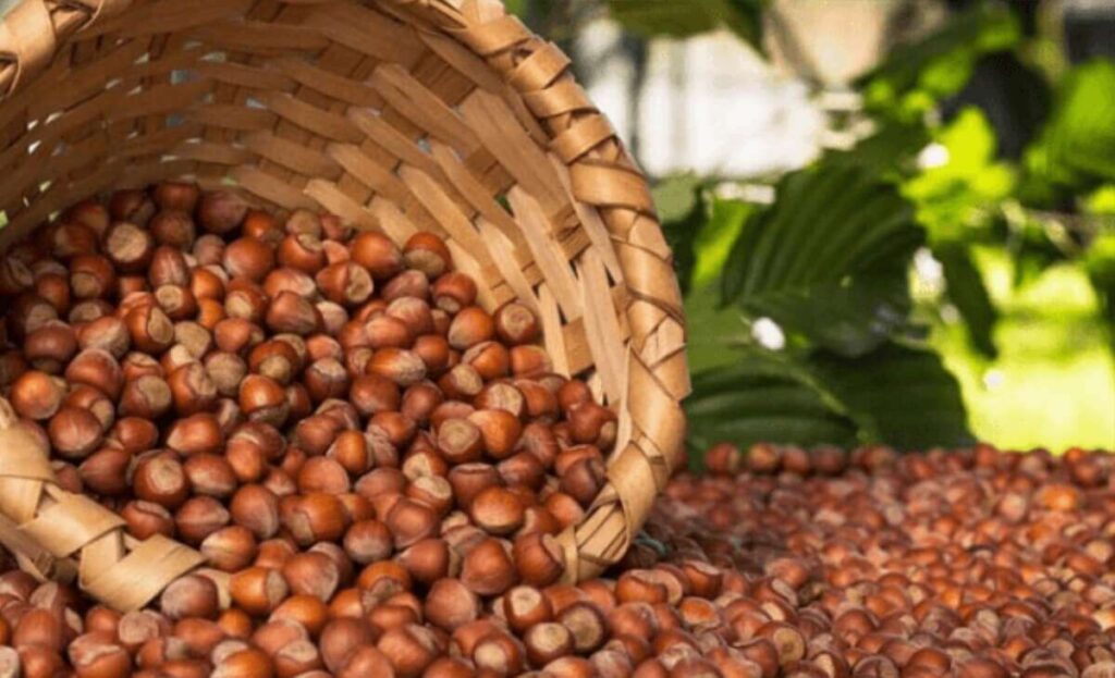 البندق في تركيا