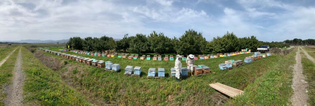 انتاج العسل في تركيا